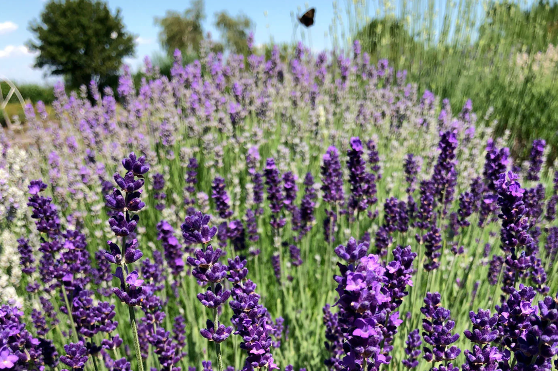 Lavender, Bulgaria- BULK SIZE