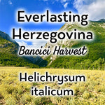 Helichrysum (Everlasting Herzegovina)- Bancici Lot - 15ml