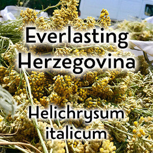 Everlasting Herzegovina Helichrysum - 15ml