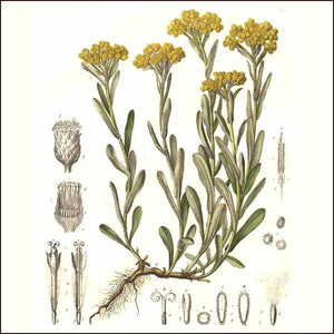Everlasting Herzegovina Helichrysum - 15ml